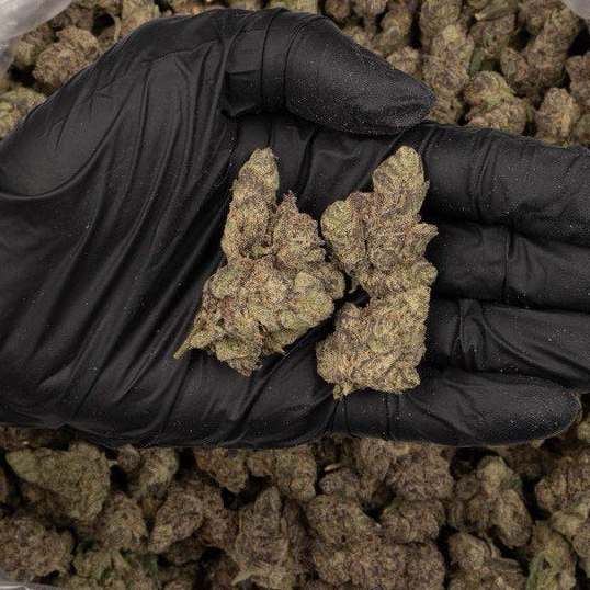 Bolo_Runtz_28g_Indica_Exotic (1)