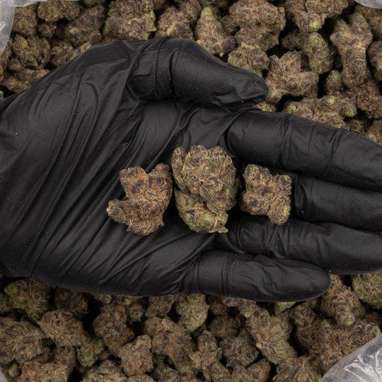 Bubblegum_Gelato_Indica_Hybrid_Exotic_1oz (1)