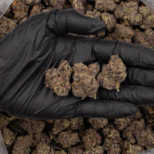 White Truffle by the Unit 28g - 091625 (Exotic)